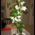 Dendrobium Star Class White n°4