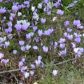 cyclamens