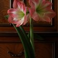 Amaryllis