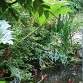 Jardin Agapanthe # 5 série "aquatique"