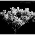 Petite fleur séchée en gelée cristalline...