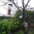 boules de graisses pour les oiseaux