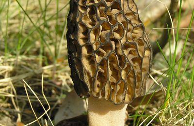 Morilles, cèpes et girolles... Séchés en mode gastronomique 