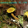 XEROMPHALINA