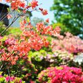 Nezu Jinja azaleas