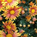 Les chrysanthèmes aux couleurs chatoyantes