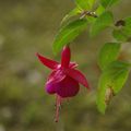 Fuchsia Magellanica
