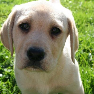 La petite chienne est là !