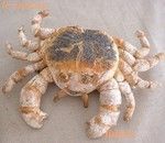 Fidji Passion Boulange