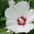 Hibiscus des Jardins