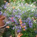 Le bouquet du week-end