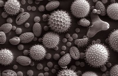Il fait beau : attention aux allergies au pollen !