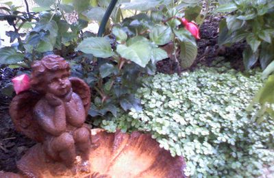 Angel of my garden