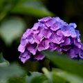 hortensia