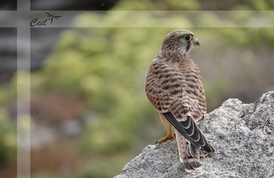 Rencontre d'été, le Faucon Crécerelle !