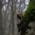 La forêt t'observe, mon enfant...