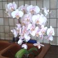 ******Orchidée phalaenopsis******