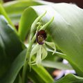 Prosthechea cochleata