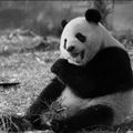 Panda en voie de disparition !