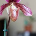 Paphiopedilum 'Robin hood'