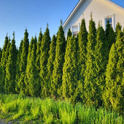 Clôture végétale ...