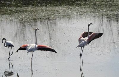 2020-07-20 : séjour en Camargue