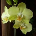 Phalaenopsis