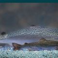 BEURK - Avis favorable pour un saumon transgénique