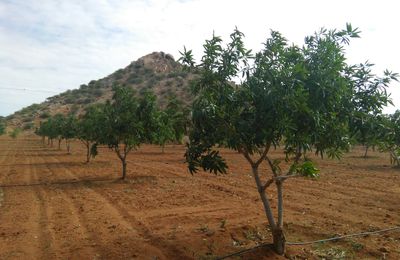 Le champ de Manguiers de SACRED / SACRED mango tree field