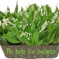 1er Mai