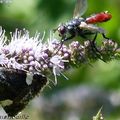 Noctuelle et tachinaire