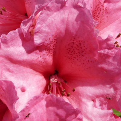 rhododendron