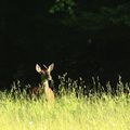 Biche et cerf en velour