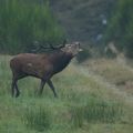 155è. jour, le brame du cerf au fond des bois...