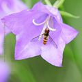 Le syrphe et la campanule * Hoverfly and the bluebell