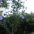 ATHEA   de  mon  jardin " bleu magnifique"