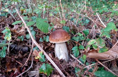 Cèpes 2018 : les pluies de début octobre ont dépêtré la saison