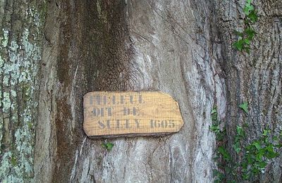 Il y a 19 ans, La Digitale inventoriait les arbres remarquables de la Creuse...