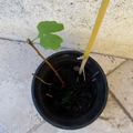 Petit ginkgo deviendra grand