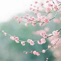 Inspiration Japonaise : kimonos et fleurs de cerisier