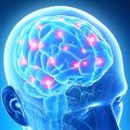 Le binôme cerveau/système immunitaire