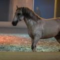 Le Cheval en liberté du Haras de la Vendée