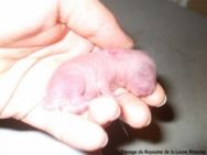 le developpement des laperaux