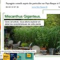 🌾 Miscanthus Giganteus par paysagiste Pays Basque. Paysagiste Landes.