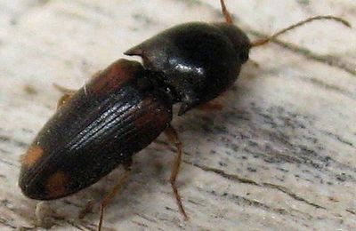 "Taupin" : Drasterius bimaculatus - Elateridae