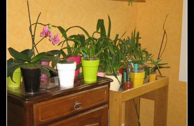 Conditons de culture de mes orchidées