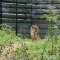 Réouverture du Zoo de Vincennes...