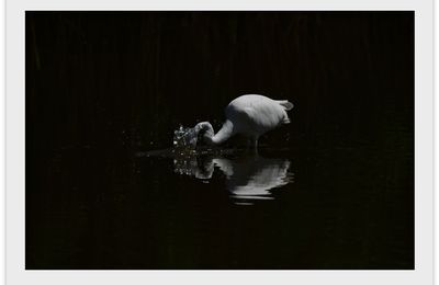 Après un peu d'absence voici une grande aigrette à la pêche.