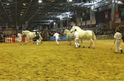 Chevaux Boulonnais au salon