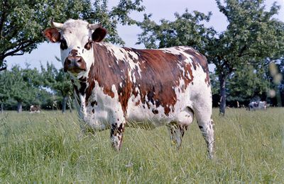 PATRIMOINE VIVANT NORMAND EN PERIL: Il faut sauver les animaux de race normande